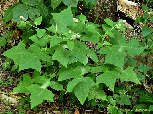 {Polymnia canadensis}